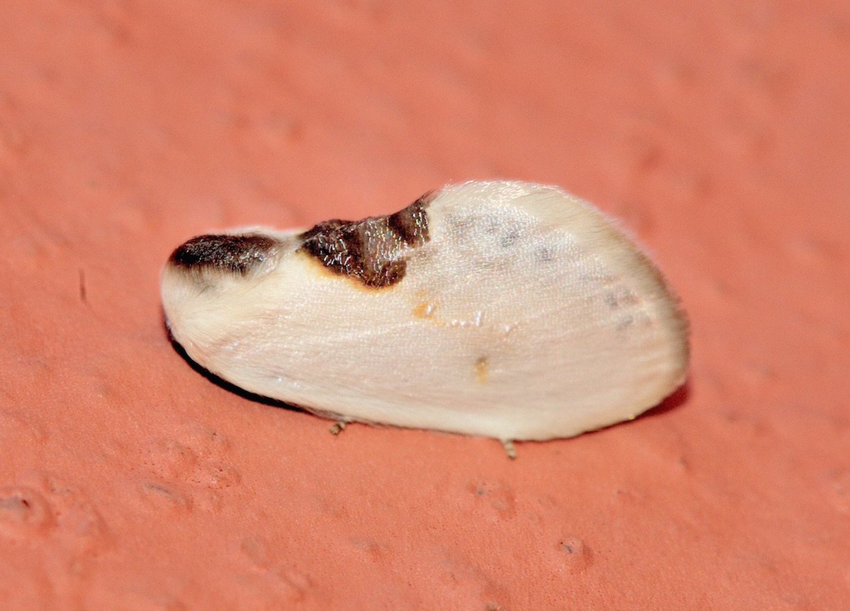 Lepidoptera dell''isola di Lefkada: Cilix cf glaucata